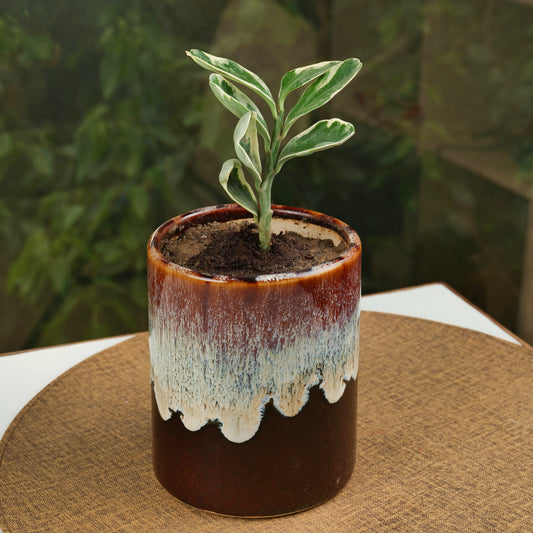 'Chocolate Honey Drips' Studio Pottery Ceramic Planter - artystagallery