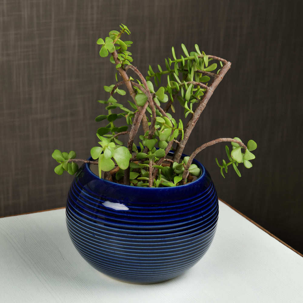 'Indigo Ridged' Ceramic Studio Pottery Planter Pot - artystagallery
