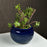 'Indigo Ridged' Ceramic Studio Pottery Planter Pot - artystagallery